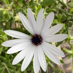 Dimorphotheca ecklonis (South African Daisy) at Lyneham, ACT - 18 Oct 2022 by Ned_Johnston