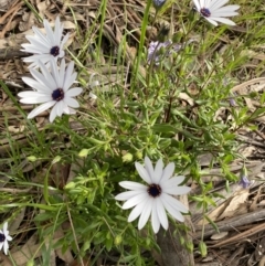 Dimorphotheca ecklonis at Lyneham, ACT - 18 Oct 2022