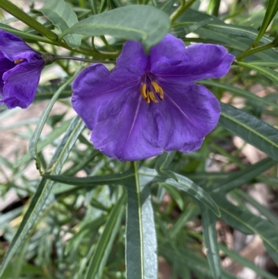 Solanum linearifolium (Kangaroo Apple) at Sullivans Creek, Lyneham South - 18 Oct 2022 by Ned_Johnston