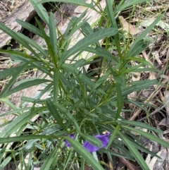 Solanum linearifolium at Lyneham, ACT - 18 Oct 2022