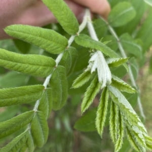 Sorbus domestica at Lyneham, ACT - 18 Oct 2022