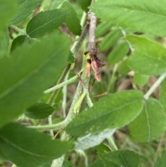 Sorbus domestica at Lyneham, ACT - 18 Oct 2022 04:12 PM