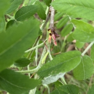 Sorbus domestica at Lyneham, ACT - 18 Oct 2022