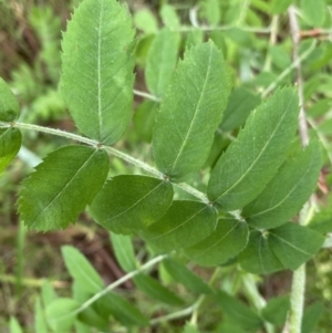 Sorbus domestica at Lyneham, ACT - 18 Oct 2022