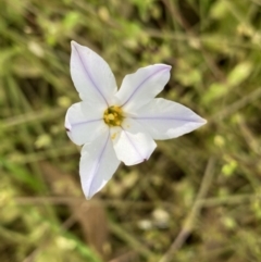 Ipheion uniflorum (Spring Star-flower) at Sullivans Creek, Lyneham South - 18 Oct 2022 by Ned_Johnston