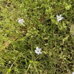 Ipheion uniflorum at Lyneham, ACT - 18 Oct 2022