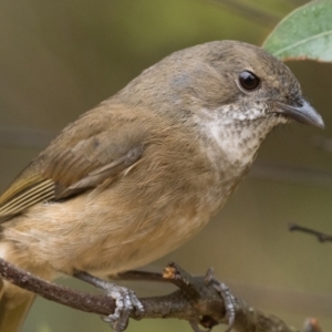 Pachycephala olivacea at Acton, ACT - suppressed