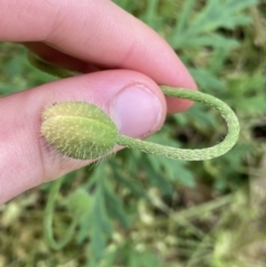 Papaver dubium at Lyneham, ACT - 18 Oct 2022