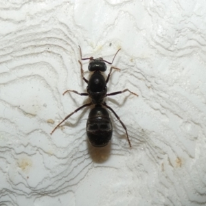 Iridomyrmex purpureus at McKellar, ACT - 20 Oct 2022