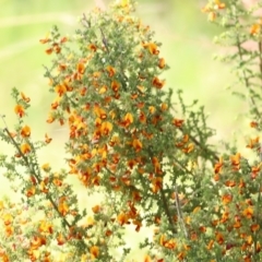 Pultenaea foliolosa (Small Leaf Bushpea) at Wodonga - 22 Oct 2022 by KylieWaldon