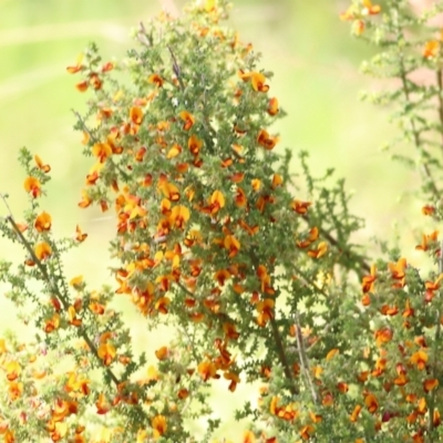 Pultenaea foliolosa (Small Leaf Bushpea) at Wodonga, VIC - 22 Oct 2022 by KylieWaldon