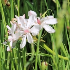 Burchardia umbellata (Milkmaids) at Wodonga, VIC - 23 Oct 2022 by KylieWaldon