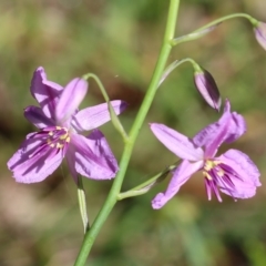 Arthropodium strictum (Chocolate Lily) at Wodonga, VIC - 23 Oct 2022 by KylieWaldon