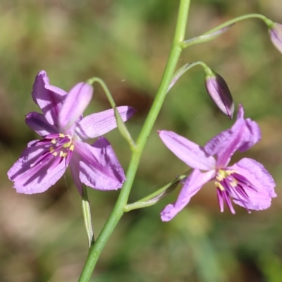 Arthropodium strictum (Chocolate Lily) at WREN Reserves - 22 Oct 2022 by KylieWaldon