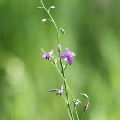 Arthropodium strictum at Wodonga, VIC - 23 Oct 2022 09:45 AM