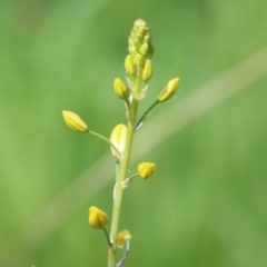 Bulbine sp. at Wodonga, VIC - 23 Oct 2022 by KylieWaldon