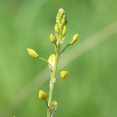 Bulbine sp. at Wodonga - 22 Oct 2022 by KylieWaldon