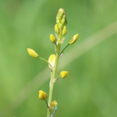 Bulbine sp. at WREN Reserves - 22 Oct 2022 by KylieWaldon