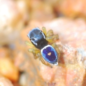 Maratus hesperus at Bungendore, NSW - 23 Oct 2022