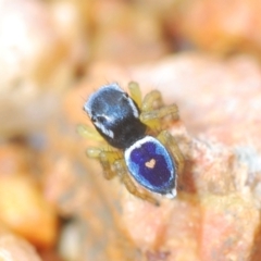 Maratus hesperus ("Venus" Peacock Spider) at Bungendore, NSW - 23 Oct 2022 by Harrisi