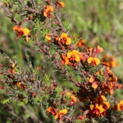 Dillwynia sericea (Egg And Bacon Peas) at Wodonga, VIC - 23 Oct 2022 by KylieWaldon