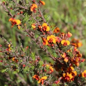 Dillwynia sericea at Wodonga, VIC - 23 Oct 2022 09:47 AM