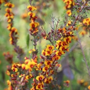 Dillwynia sericea at Wodonga, VIC - 23 Oct 2022 09:47 AM