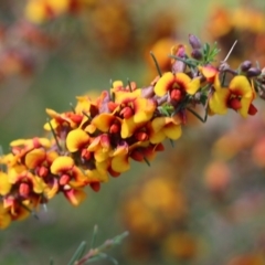 Dillwynia sericea at Wodonga, VIC - 23 Oct 2022 09:47 AM