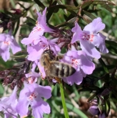 Apis mellifera (European honey bee) at Evatt, ACT - 23 Oct 2022 by Mathew