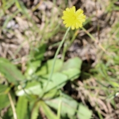 Hypochaeris glabra (Smooth Catsear) at Wodonga, VIC - 23 Oct 2022 by KylieWaldon