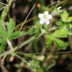 Geranium solanderi var. solanderi (Native Geranium) at Wodonga - 22 Oct 2022 by KylieWaldon