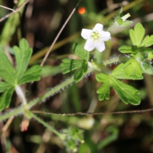Geranium solanderi var. solanderi at Wodonga, VIC - 23 Oct 2022 09:44 AM