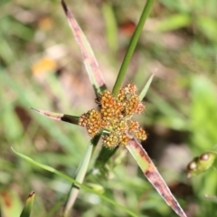 Luzula densiflora (Dense Wood-rush) at Wodonga, VIC - 22 Oct 2022 by KylieWaldon