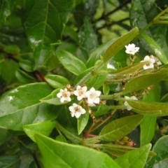 Viburnum tinus at Fisher, ACT - 23 Oct 2022