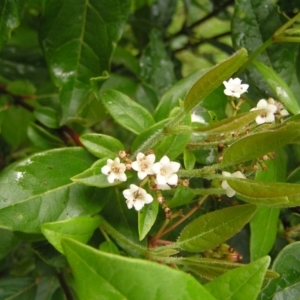 Viburnum tinus at Fisher, ACT - 23 Oct 2022