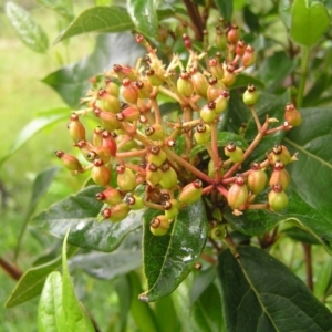 Viburnum tinus at Fisher, ACT - 23 Oct 2022