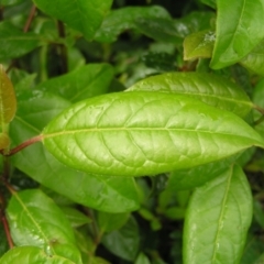 Viburnum tinus at Fisher, ACT - 23 Oct 2022