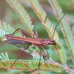 Macrones sp. (genus) (A wasp mimicking longhorn beetle) at QPRC LGA - 23 Oct 2022 by Harrisi