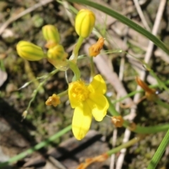 Bulbine sp. at Wodonga - 22 Oct 2022 by KylieWaldon