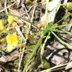 Bulbine sp. at Wodonga, VIC - 23 Oct 2022 09:47 AM