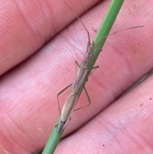 Mutusca brevicornis at Florey, ACT - 23 Oct 2022