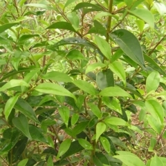 Ligustrum lucidum (Large-leaved Privet) at Fisher, ACT - 23 Oct 2022 by MatthewFrawley