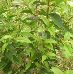 Ligustrum lucidum at Fisher, ACT - 23 Oct 2022 11:51 AM