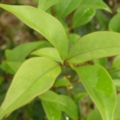 Ligustrum lucidum at Fisher, ACT - 23 Oct 2022 11:51 AM