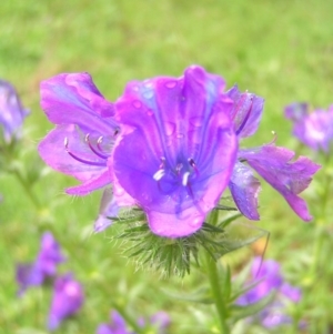 Echium plantagineum at Fisher, ACT - 23 Oct 2022 11:51 AM