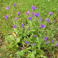 Echium plantagineum at Fisher, ACT - 23 Oct 2022 11:51 AM