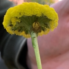 Australomisidia sp. (genus) (Flower spider) at QPRC LGA - 23 Oct 2022 by Mathew