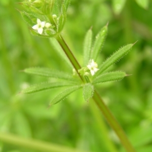 Galium aparine at Fisher, ACT - 23 Oct 2022 11:53 AM