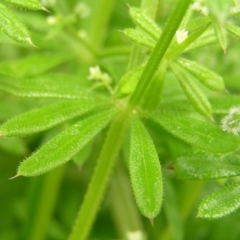 Galium aparine at Fisher, ACT - 23 Oct 2022 11:53 AM