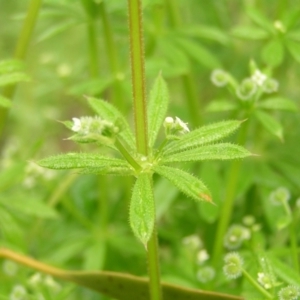 Galium aparine at Fisher, ACT - 23 Oct 2022